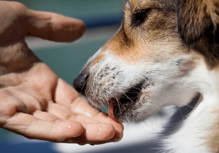 Durch den Kontakt mit einem Tier kann es zu einer Wurminfektion kommen. 