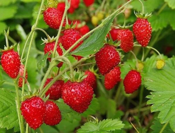 Erdbeerbeeren