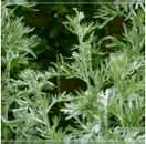Wormwood von Parasiten
