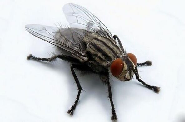 Fliege als Überträger menschlicher Parasiten