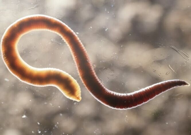 parasitärer Wurm aus dem menschlichen Körper