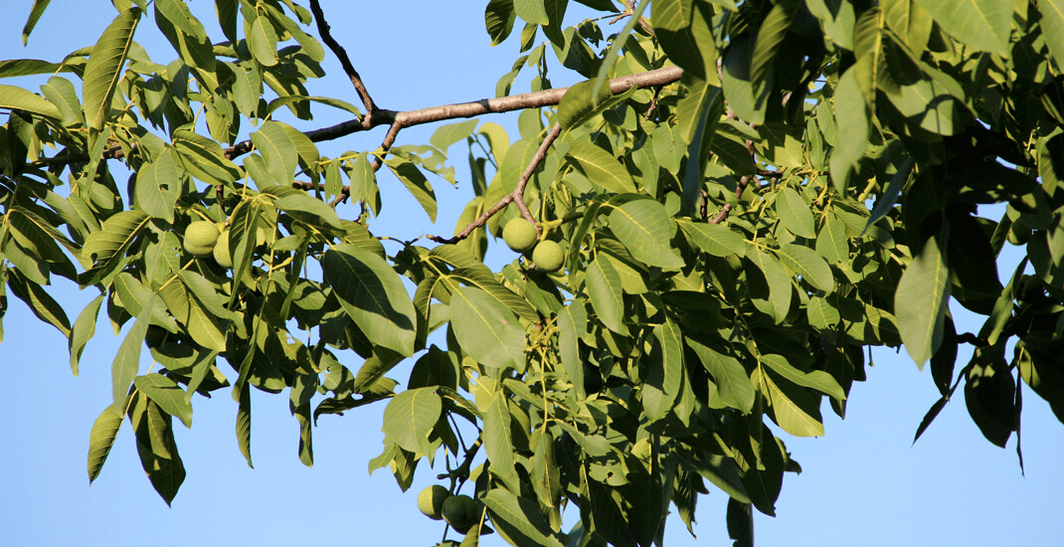 Parasiten leben in Nüssen