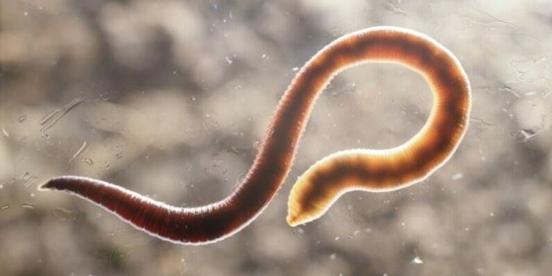 menschlicher Madenwurm