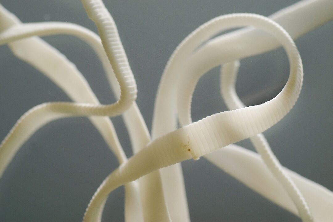 menschlicher Nematodenwurm